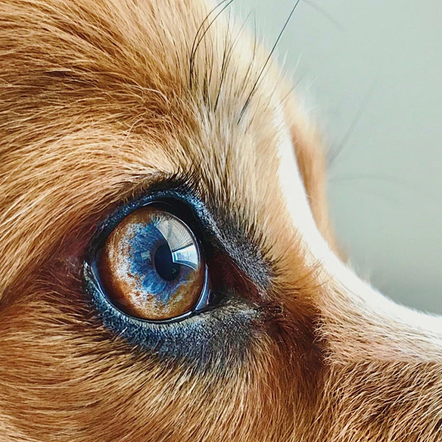 Dog Bright Eyes Eye Drops Nutritional Supplement