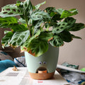 New Thickened Plastic Flower Pot With A Bottom Tray