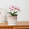 Wholesale Ceramic Flower Pots In Nordic Style For Phalaenopsis And Spider Plants