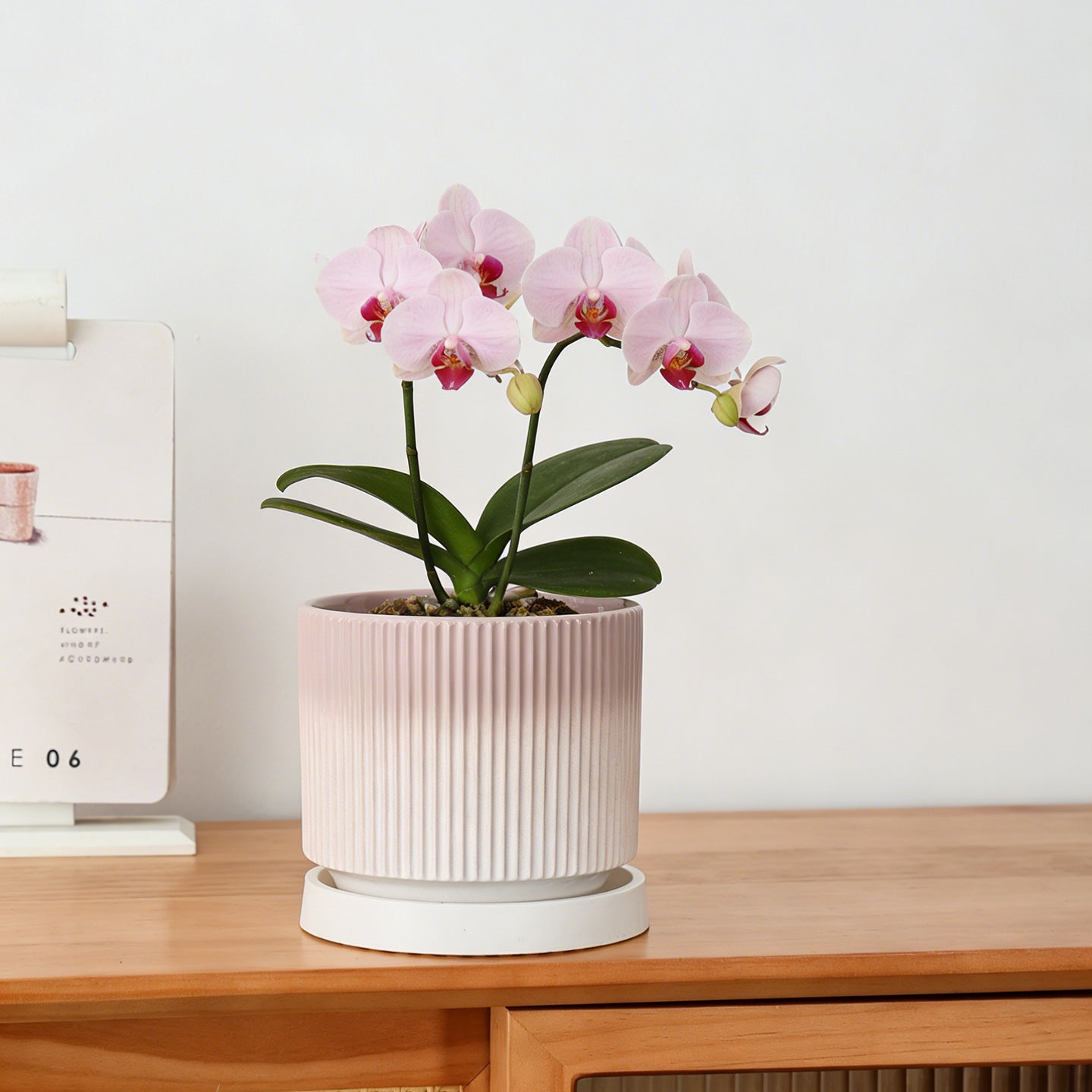 Wholesale Ceramic Flower Pots In Nordic Style For Phalaenopsis And Spider Plants
